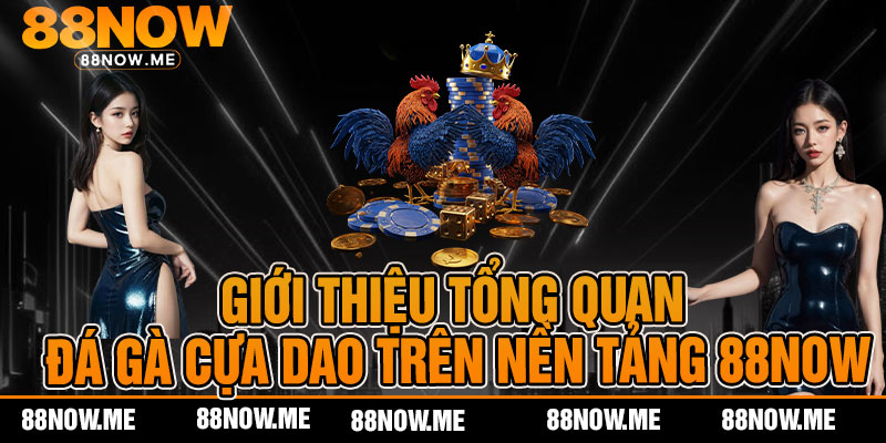 Giới thiệu tổng quan đá gà cựa dao trên nền tảng 88now