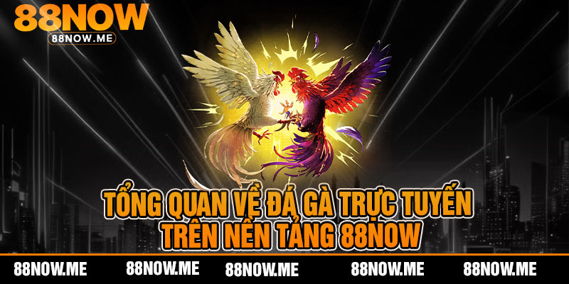 Tổng quan về đá gà trực tuyến trên nền tảng 88now