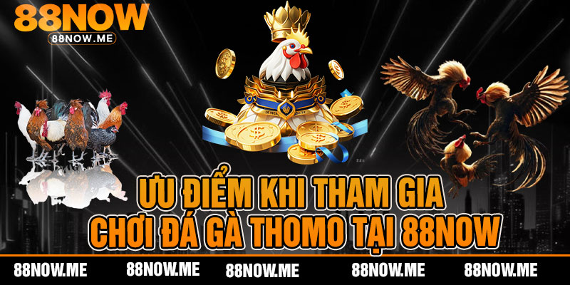 Ưu điểm khi tham gia chơi đá gà thomo tại 88now